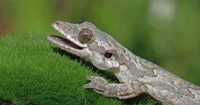 Freepik/Kuritafsheen77